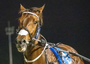 All good so far with comeback kid “Cruz”