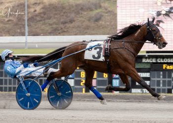 Eurobond returns dividends in Open