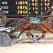 Track record set in Open Trot
