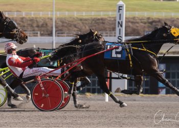 Windsong Leo hangs tough in Open