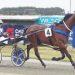 A harness racing star on the rise