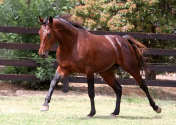New sires set to shine at Tasmanian Yearling Sale