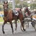 Queensland harness racing wrap