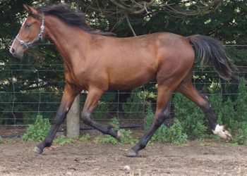 Harness racing auction ending tomorrow