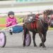 Heart-warming moment as Lara makes her mini trotting debut