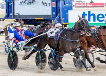 Equine mates ready to make the trip to the Hamilton Cup