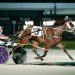 Smothastenesewisky named Ohio 3YO Pacing Filly of the Year