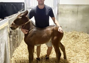 Foal gets foster mare after losing mum in horrific storm