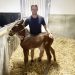 Foal gets foster mare after losing mum in horrific storm
