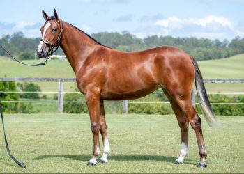 $100,000 for Sweet Lou filly and Volstead tops one at $95,000