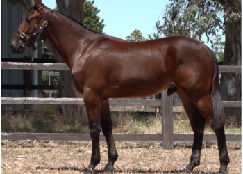 Breeding for 40 years and going strong