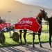 Auckland Reactor gelding breaks record held by top pacers