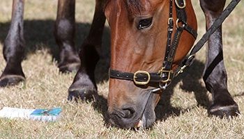 Up-coming NZB Standardbred National Yearling Sales will go ahead