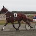 Better’s Tart wins Southern Belle Heat