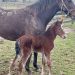 First foal of the season for Bettor's Wish 2 First foal of the season for Bettor’s Wish