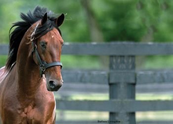 Downbytheseaside tops off busy season with strong sale crops