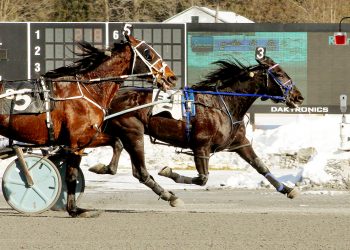 Gigfy proves to be best in Open Trot