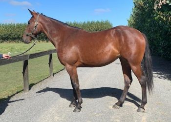 16 Lots in latest auction