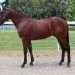 Memories from Medowie Prince to live on at Sydney Sale