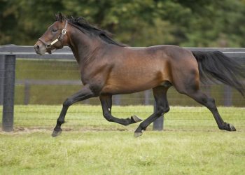 Titan trotting sires represented at National Yearling Sale 2022