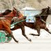 28-1 longshot scores in Open Trot