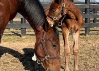 Brother to the mighty Shartin N qualifies impressively