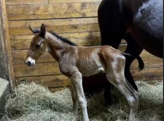 It’s a colt from Tall Drink Hanover by Tall Dark Stranger