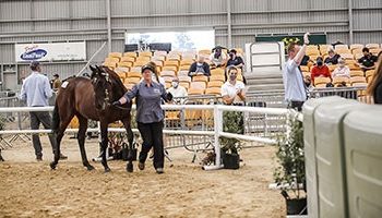 Sales roar back into life with big dollars spent