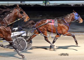 Dojea Gizmo reigns king at Miami Valley