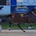 Southern trained horses take Addington features