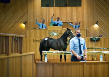 Incredible opening to 2022 National Yearling Sale