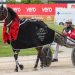 Sundees Son to undergo stem cell treatment 4 Tonight New Zealand could have its newest trotting millionaire