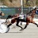 Pacing mare scores again at The Spa 4 Pacing mare scores again at The Spa