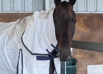Big expectations for Kiwi trotter making Australian debut