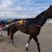 Dream Vacation gelding gets deserved win