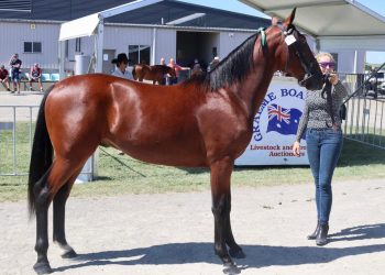 Downbytheseaside colt tops Bathurst sale
