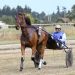 Unlikely comeback for former age group harness racing star 2 Unlikely comeback for former age group harness racing star