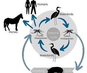 Emergency animal disease alert