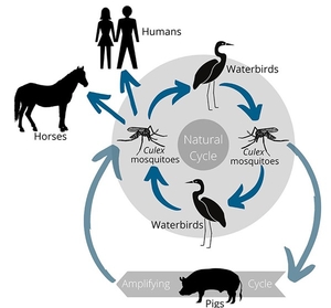 Emergency animal disease alert - Harnesslink