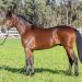 Strong entry for Nutrien Equine yearling sale 2 Strong entry for Nutrien Equine yearling sale