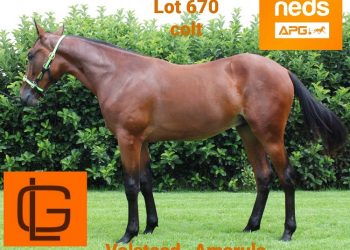 Yearling eligible for $1m of futurities