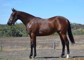 A Corka from Ningana Park