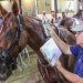 Merck & USTA partnership advances equine health 2 Merck & USTA partnership advances equine health