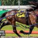 Queensland harness racing wrap