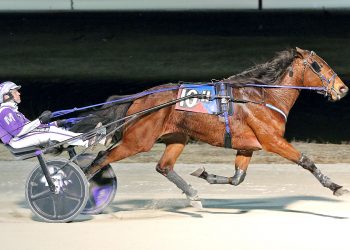 Sly Little Fox coming up big for Paver Memorial