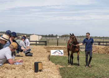 Yabby Dam Farms mares enhancing bloodlines