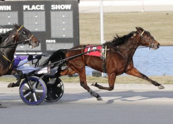 Another new winner of Open Trot