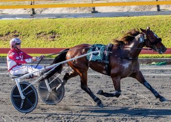 Queensland harness racing wrap