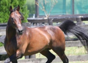 Live Or Die euthanised over the weekend