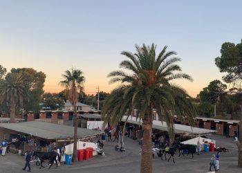 SA trainer ready for a bold Mildura performance